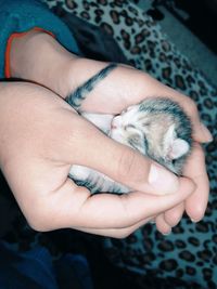 Close-up of hand holding cat