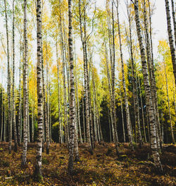 Trees in forest during autumn