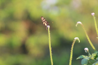 Close-up of butterfly pollinating flower