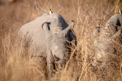 View of elephant on field