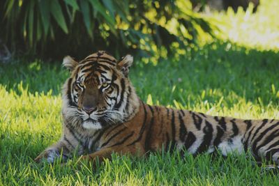 Tiger on field