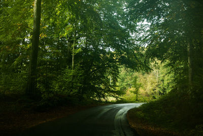 Empty road along trees in forest