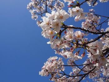 Low angle view of cherry blossoms against clear sky