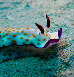 Close-up of lizard in sea