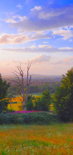 Scenic view of field against sky during sunset