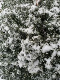 Low angle view of tree against sky