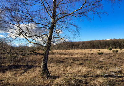 Bare tree on field against clear sky