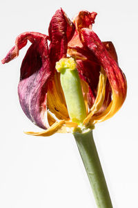 Close-up of wilted flower against white background