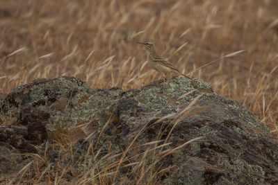 Close-up of bird perching on rock