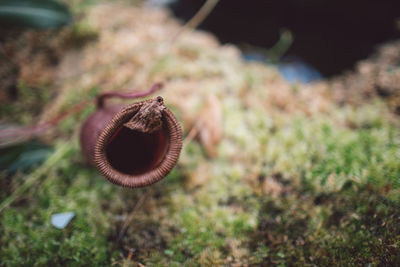 Close-up of a mushroom in field