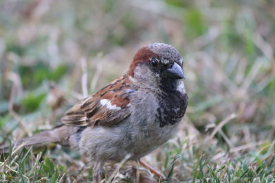 Close-up of bird perching on a field