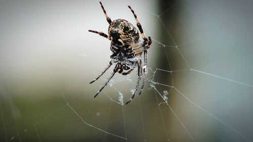 Close-up of spider on web