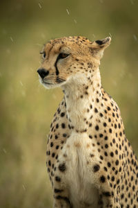 Close-up of cheetah sitting with raindrops falling