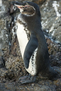 Galápagos penguin yawning in galapagos