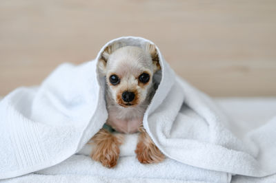 Little dog in the white towel 