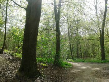 Trees in forest