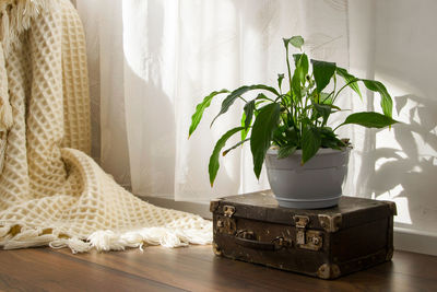 Close-up of potted plant on table at home