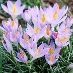 Close-up of purple flower blooming in field
