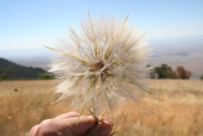 Close-up of hand holding dandelion on field