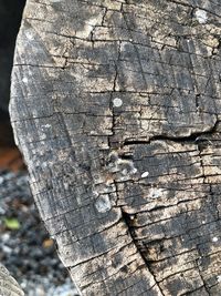 Full frame shot of tree trunk