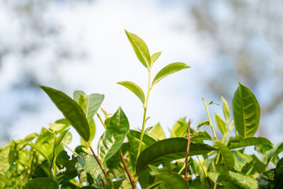 leaf