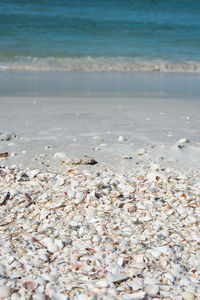 View of shells on beach