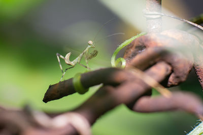 Close-up of insect on leaf