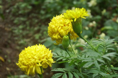 Close-up of yellow flowering plant