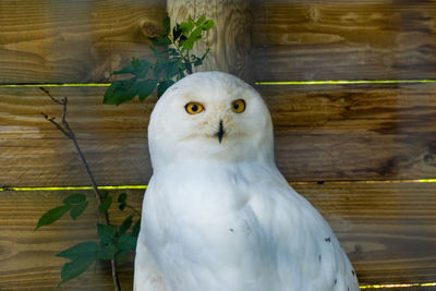 Close-up portrait of a bird