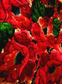 Close-up of red flowers