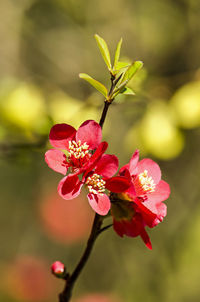 Close-up of the flowers of japanese quince