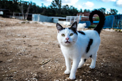 Portrait of cat