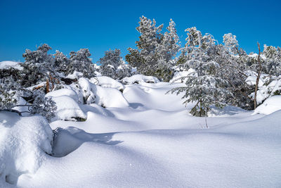 Snow covered trees against clear blue sky