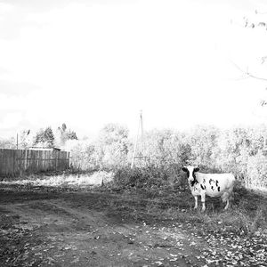 Dog on grassy field