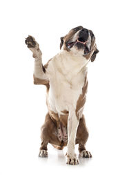Portrait of dog sitting against white background