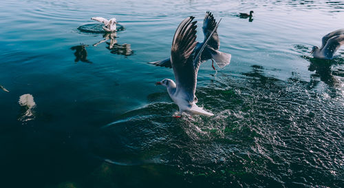 High angle view of duck swimming in sea