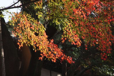 Low angle view of flowers on tree