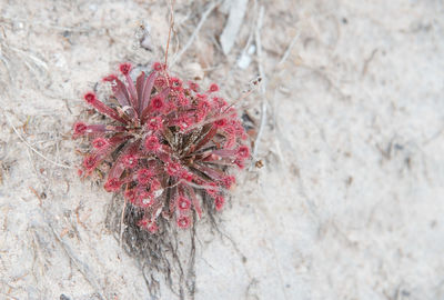 High angle view of red flowering plant