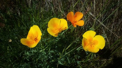 High angle view of yellow flowering plants on field