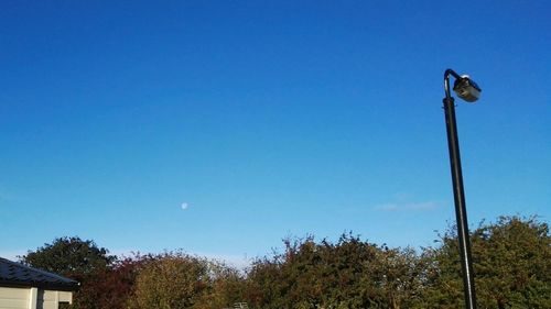 High section of trees against clear blue sky