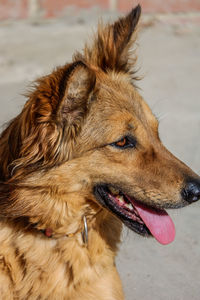 Close-up of dog looking away
