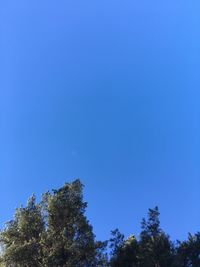 Low angle view of trees against blue sky