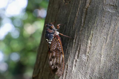 Close-up of insect on tree trunk