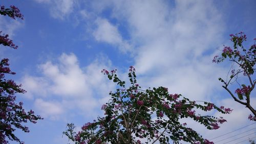 Low angle view of magnolia tree against sky