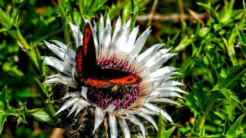 Close-up of insect on flower