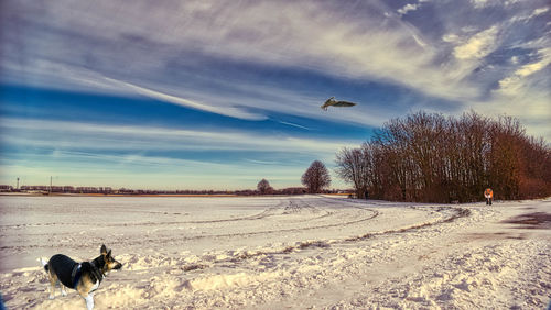 Dogs on snow covered field against sky