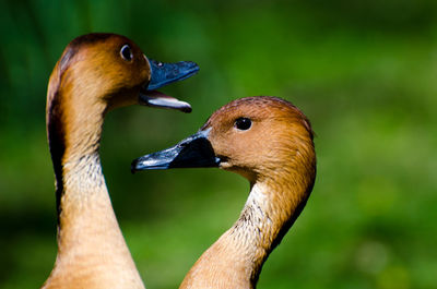 Close-up of a bird