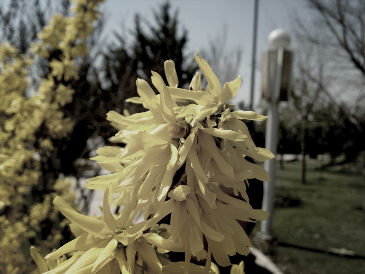 flower, focus on foreground, fragility, petal, growth, freshness, close-up, flower head, blooming, plant, beauty in nature, nature, tree, park - man made space, in bloom, day, white color, outdoors, sunlight, blossom