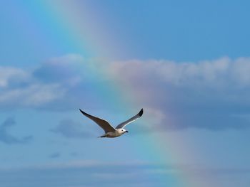 Low angle view of seagull flying in blue sky