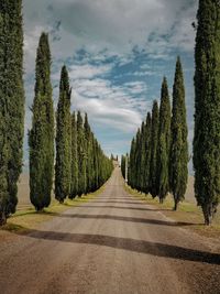 Panoramic shot of road amidst trees against sky